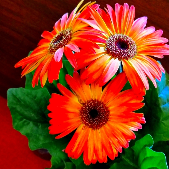 Meet your Posher. - Picture 1 of 1